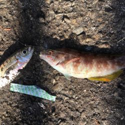 ジグサビキでアジ爆釣